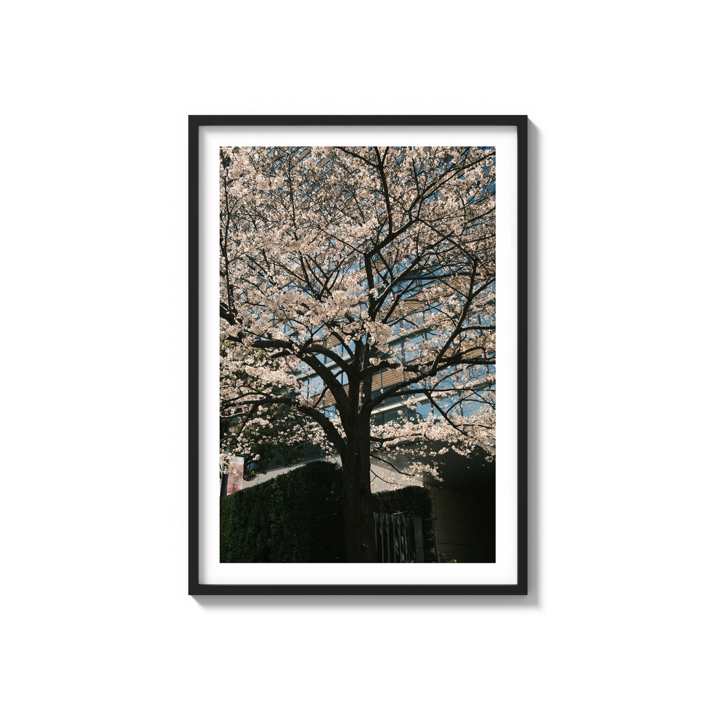 Cherry Blossom
