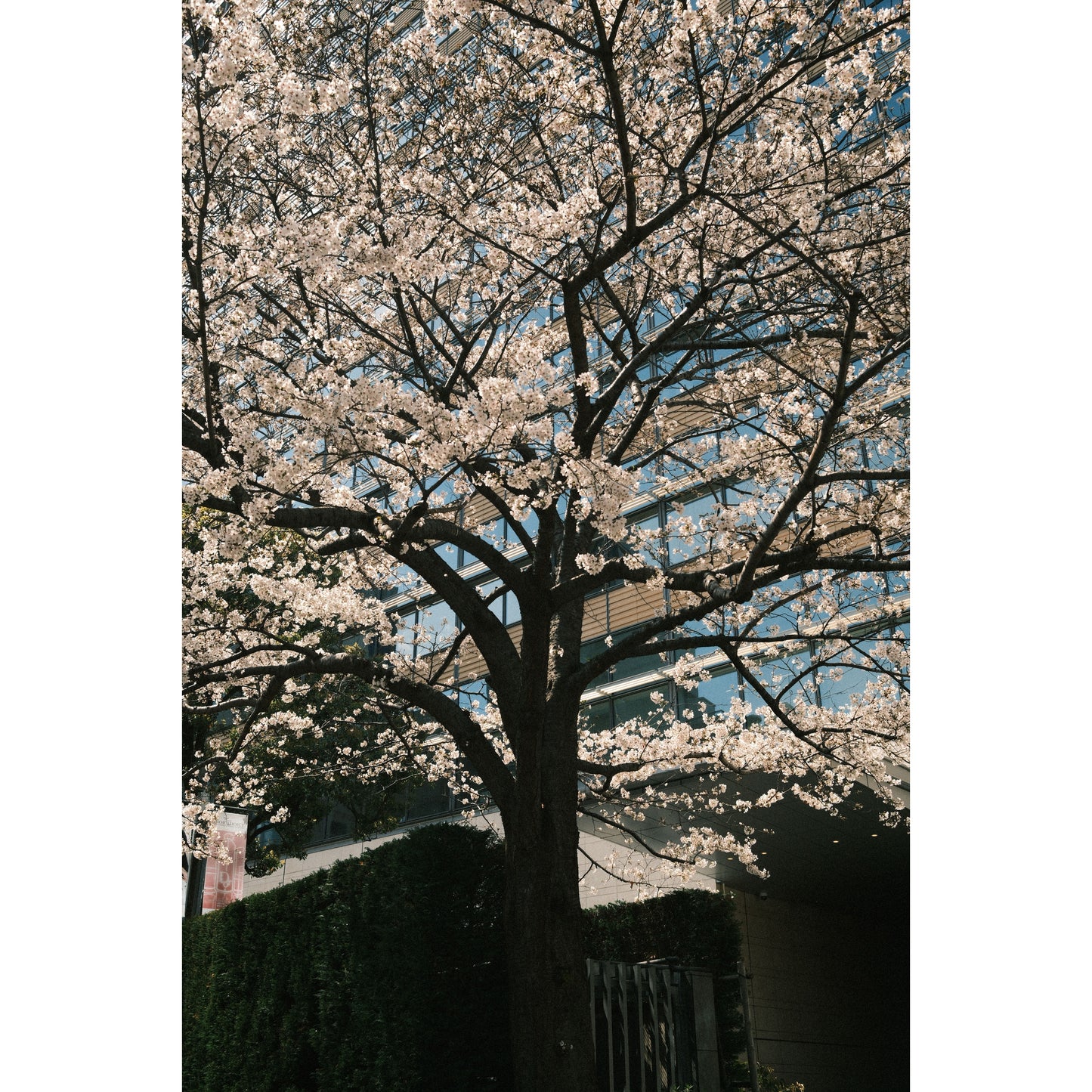 Cherry Blossom