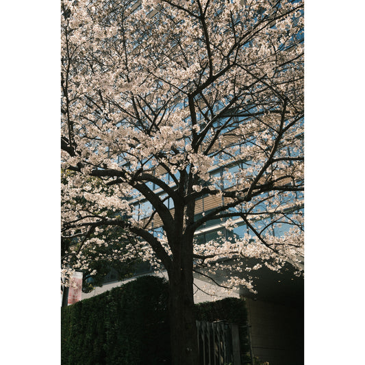 Cherry Blossom