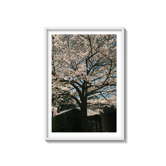 Cherry Blossom