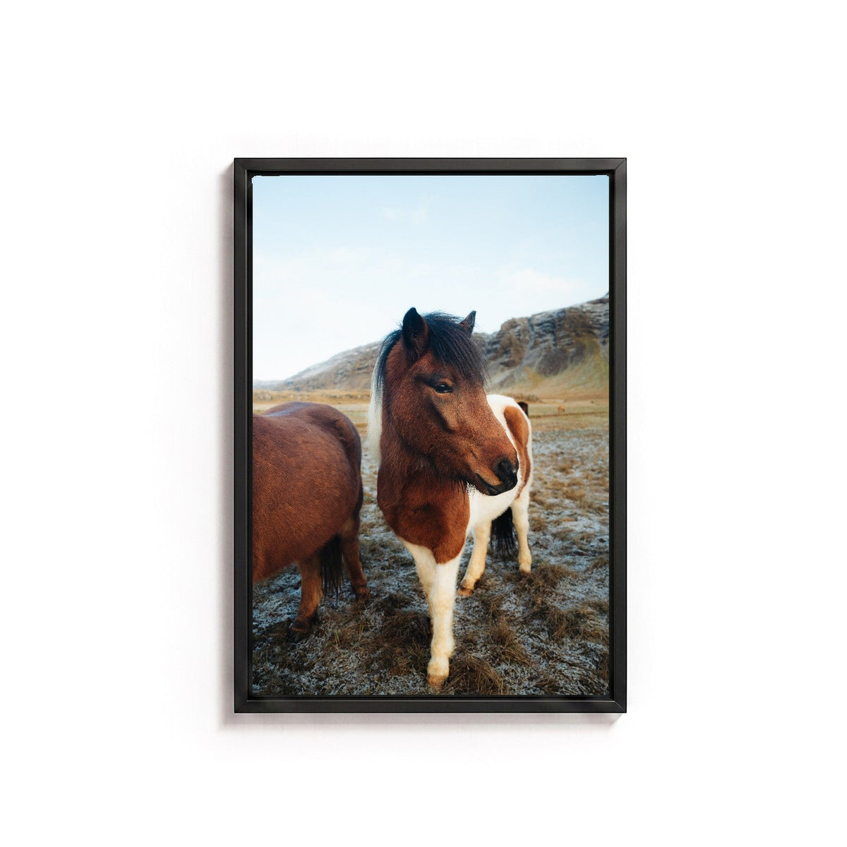Icelandic Horse I by Andy Kennedy, black frame, canvas
