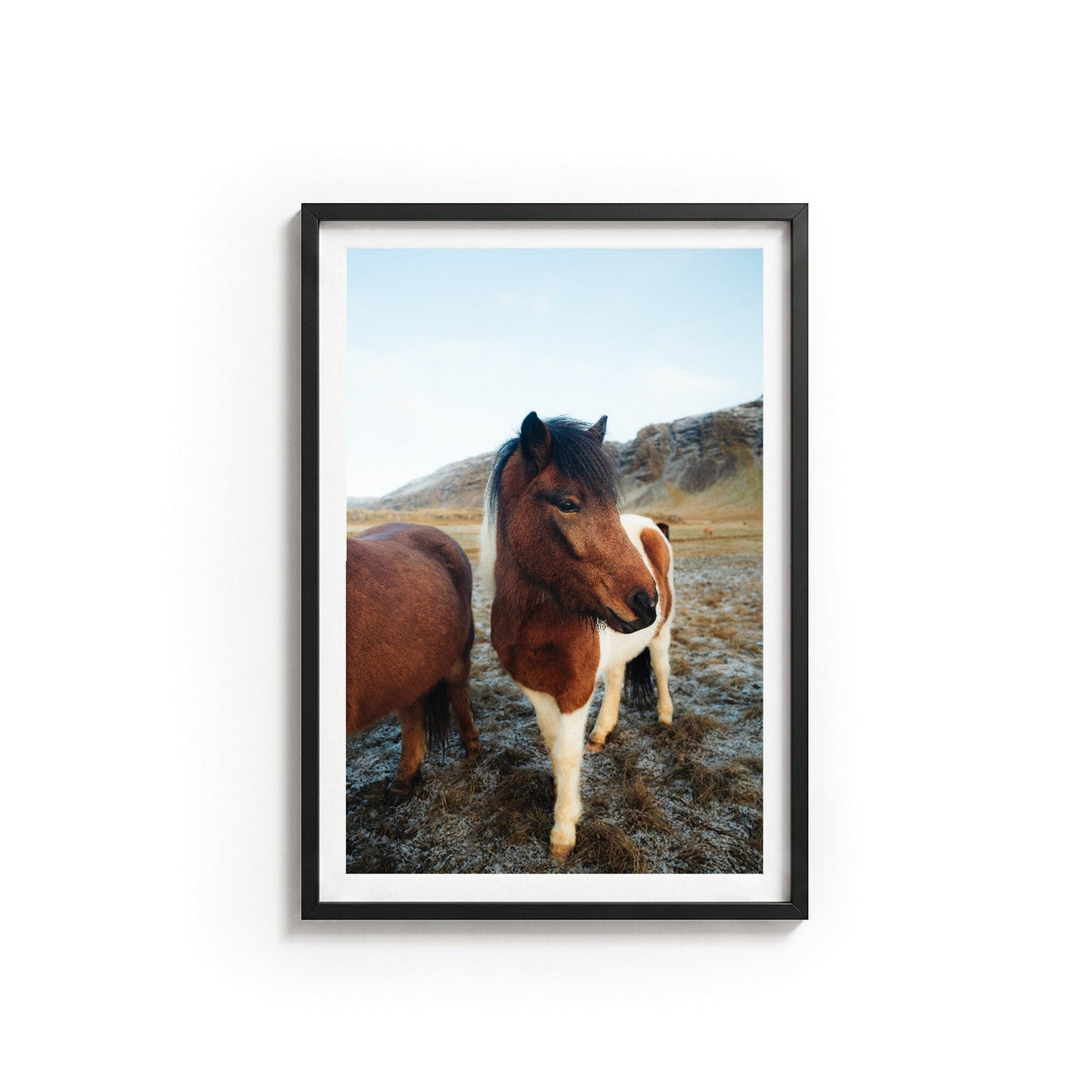 Icelandic Horse I by Andy Kennedy, black frame, archival matte paper