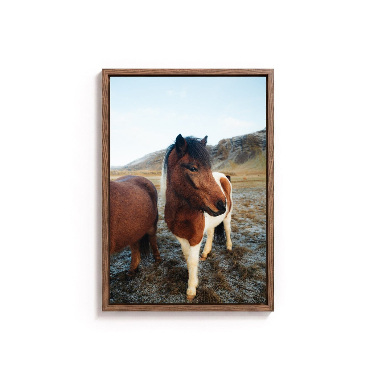 Icelandic Horse I by Andy Kennedy, tanned oak frame, canvas