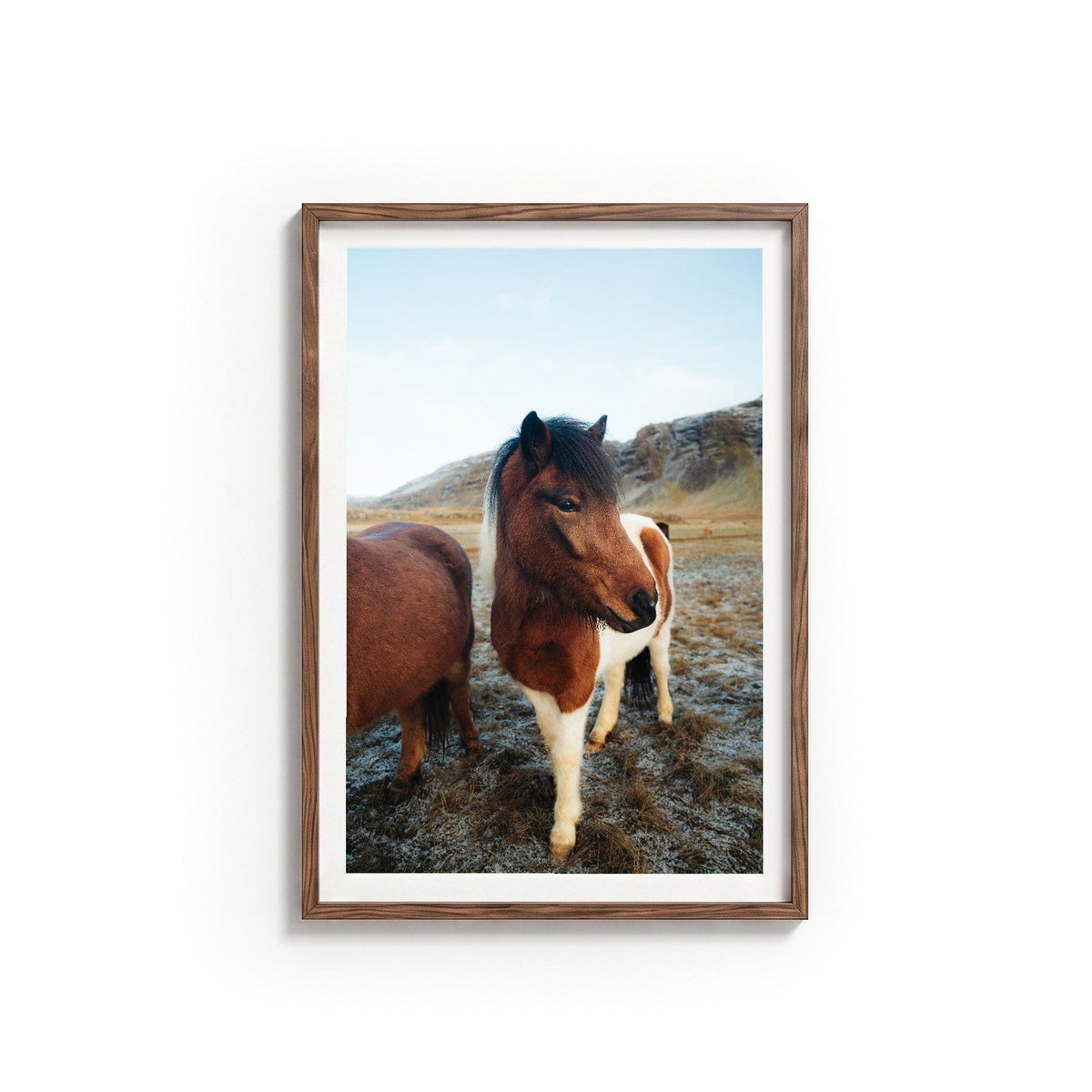 Icelandic Horse I by Andy Kennedy, tanned oak frame, archival matte paper