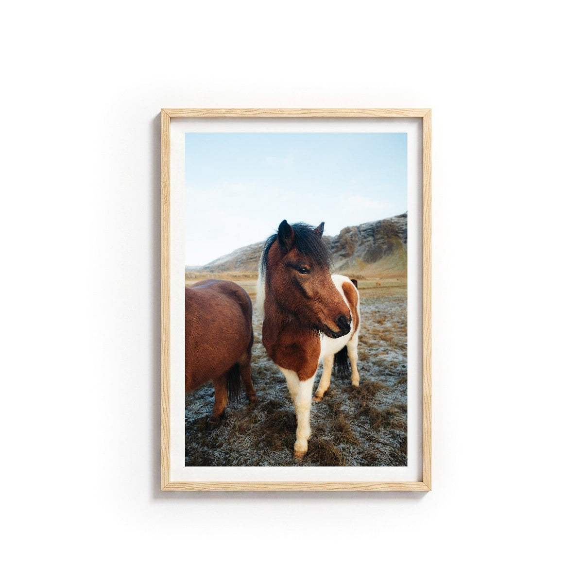 Icelandic Horse I by Andy Kennedy, Tasmanian oak frame, archival matte paper