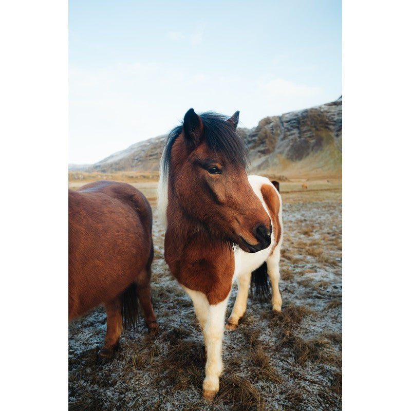 Icelandic Horse I by Andy Kennedy