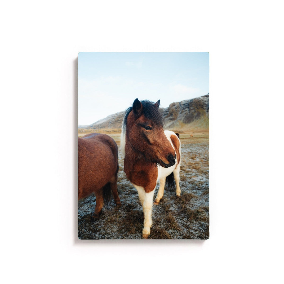 Icelandic Horse I by Andy Kennedy, unframed, canvas