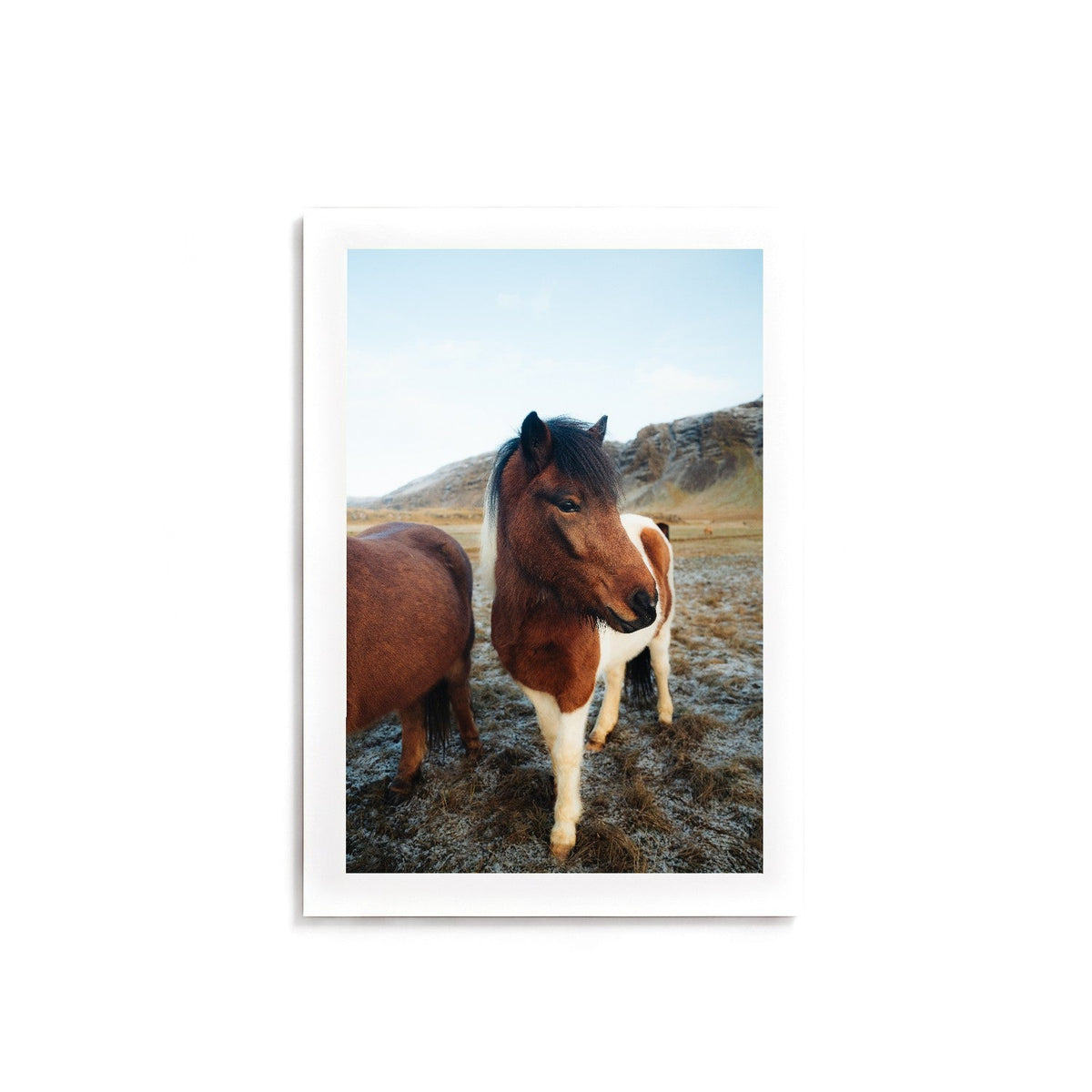 Icelandic Horse I by Andy Kennedy, unframed, archival matte paper