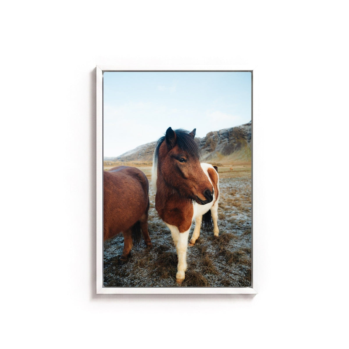 Icelandic Horse I by Andy Kennedy, white frame, canvas