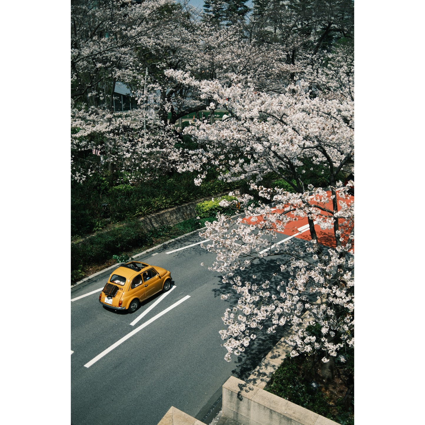 Through The Sakura