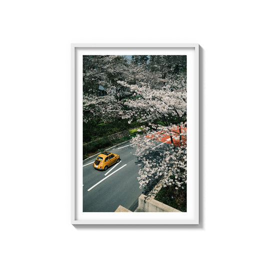 Through The Sakura